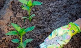 Способы подкормок