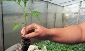 Сроки и особенности посева семян