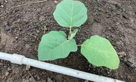 Тонкости агротехники