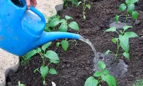 Тонкости агротехники