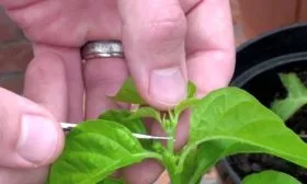 Уход и формирование растений