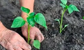 Урожайность перца Агаповский