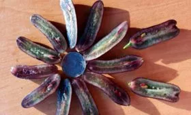 в разрезе ягоды