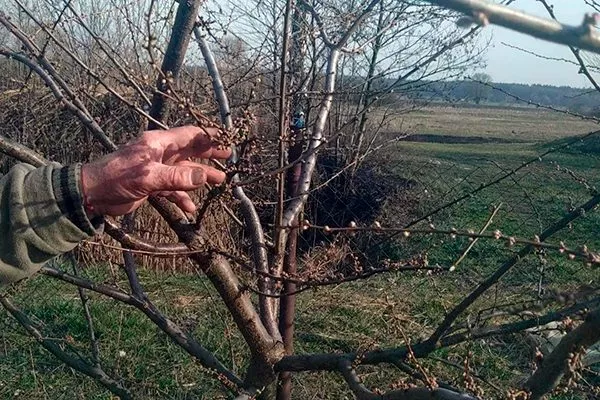 весенняя обрезка