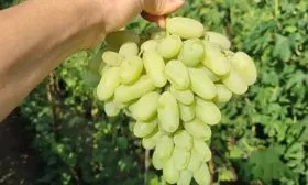 Виноград сорт алинка