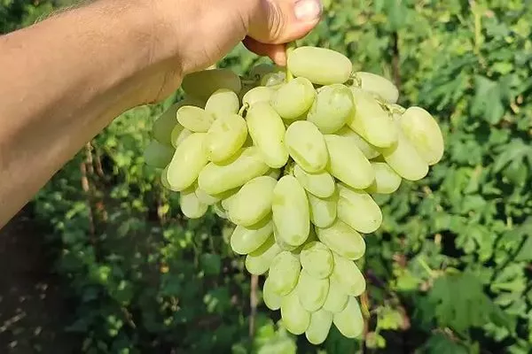 Виноград сорт алинка