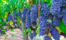 vinograd-izabella-opisanie-sorta