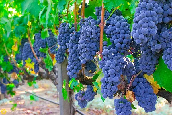 vinograd-izabella-opisanie-sorta