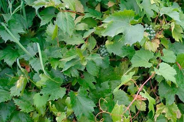 vinograd-pribrezhnyj