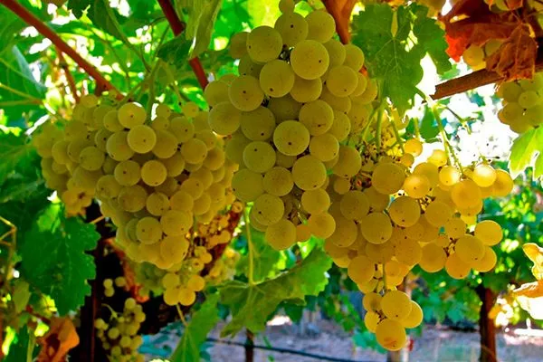 vinograd-risling