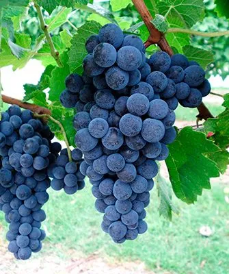 виноград Саперави