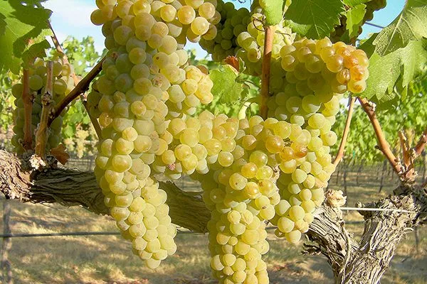 vinograd-shardone