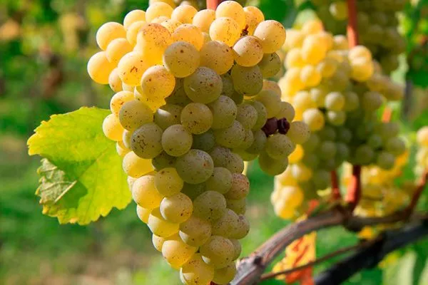 vinograd-sovinon-blan-foto-1