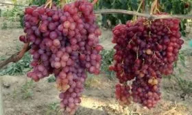 Внешние признаки