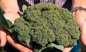 Внешний вид растения