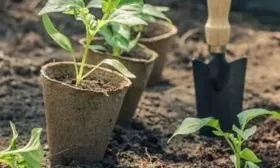 Выращивание