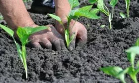 Выращивание и уход