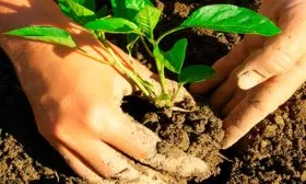 Выращивание и уход