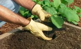 Выращивание и уход