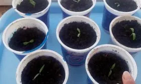 вырастить культуру, получив обильный и качественный урожай