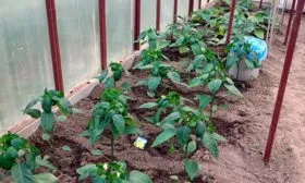 Высадка рассады