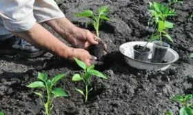 Высадка рассады