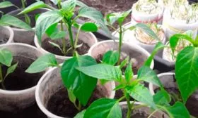 Высадка рассады в парник