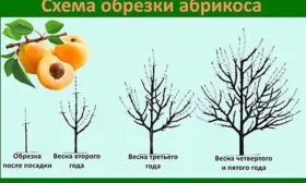 Обрезка