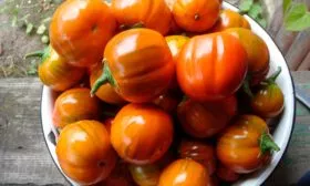 Созревание