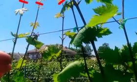 Зелёные операции