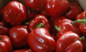 zvezda-vostoka-belaya-v-krasnom_11zon