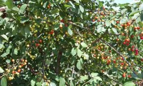 Вишня дерево