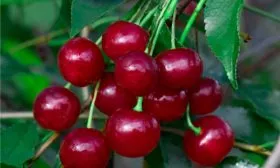 Урожайность