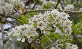 Цветение груш