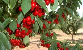 вишня колоновиная