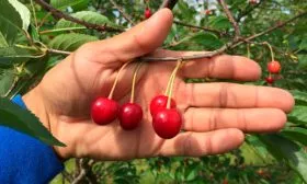 Размер ягод