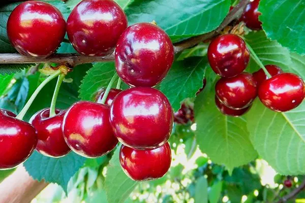 Специфика выращивания вишни сорта Превосходная Колесниковой