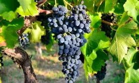 виноград Неро