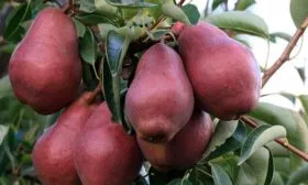 Красные груши