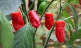 Перец падрон