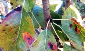 Устойчивость к болезням