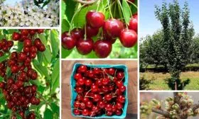 Малютка плоды и куст