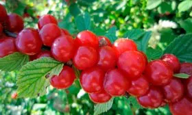 Вишня войлочная Огонек