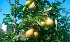 Груши на ветках