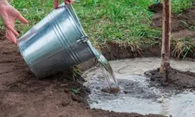 Полив груши