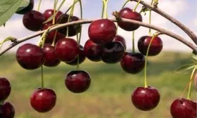 плоды вишни