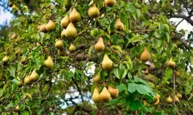 Вильямс дерево