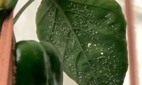 Белокрылка