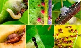 Болезни и вредители