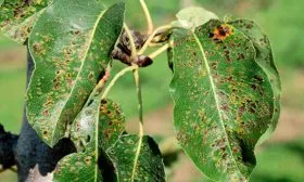 Болезни и вредители